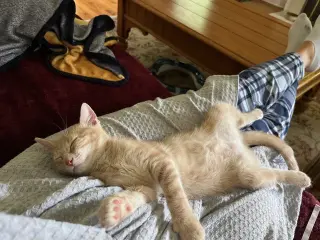 Eevee KITTEN