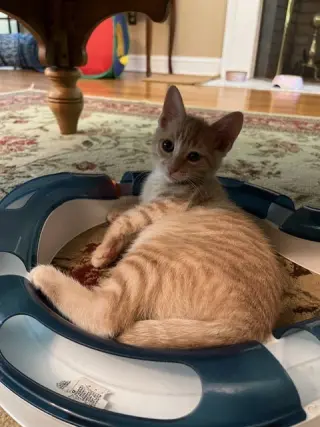 Eevee KITTEN