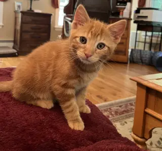 Pikachu KITTEN