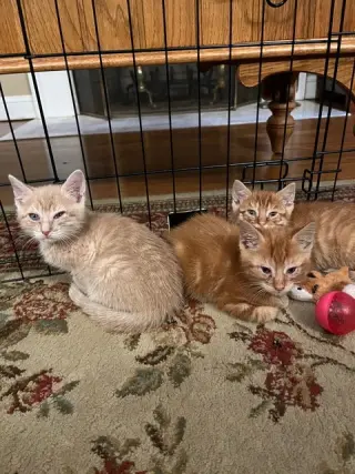 Pikachu KITTEN