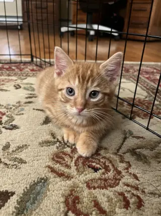 Meowth KITTEN