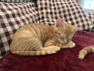 Meowth KITTEN