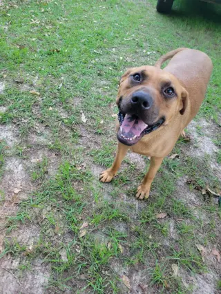 Scooby Dixon