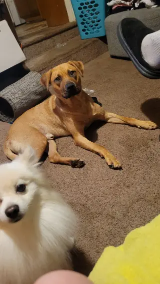 Scooby Dixon