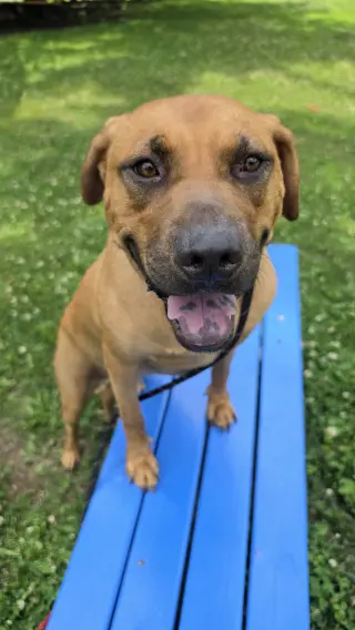 Scooby Dixon