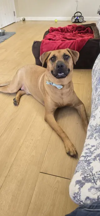 Scooby Dixon