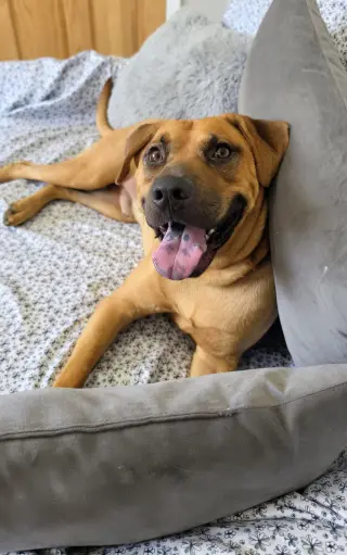 Scooby Dixon