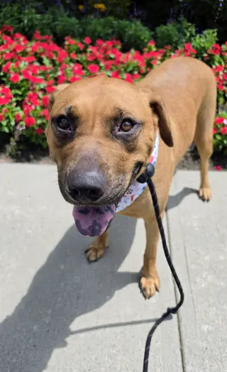Scooby Dixon