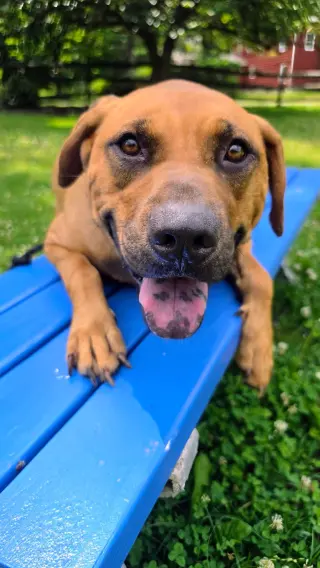 Scooby Dixon