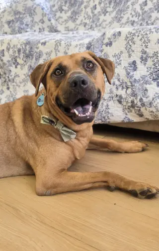 Scooby Dixon