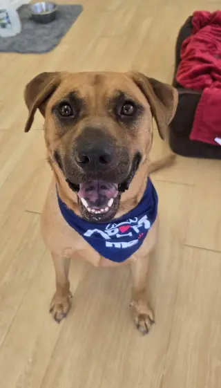 Scooby Dixon