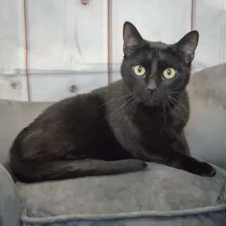 Toby