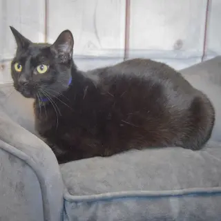 Toby