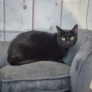 Toby