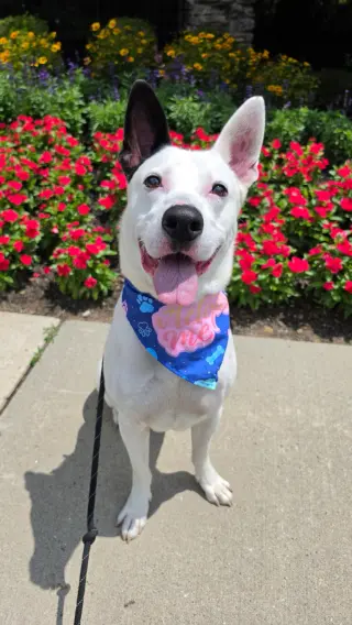 Petey Dixon