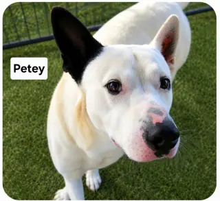 Petey Dixon