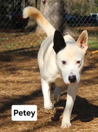 Petey Dixon