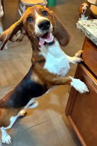 BRUNO - ADOPTION PENDING!