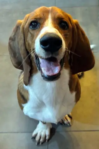 BRUNO - ADOPTION PENDING!