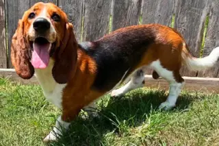 BRUNO - ADOPTION PENDING!