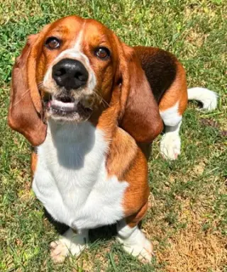 BRUNO - ADOPTION PENDING!