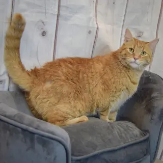 Tinker