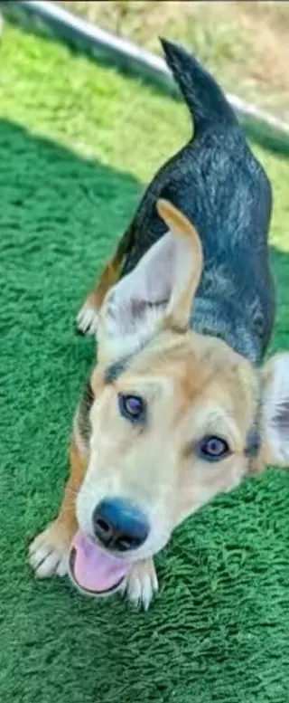 Diva