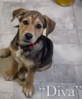 Diva
