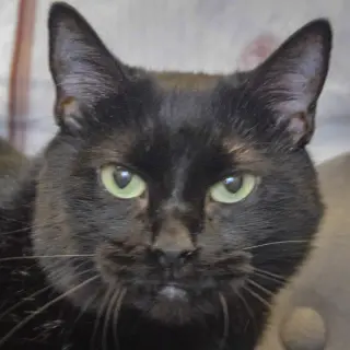 Bella