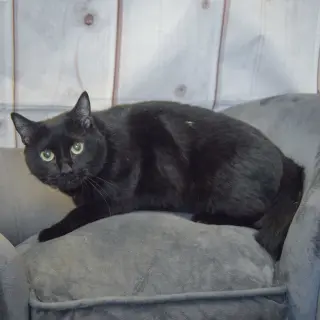 Bella