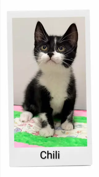 Chili