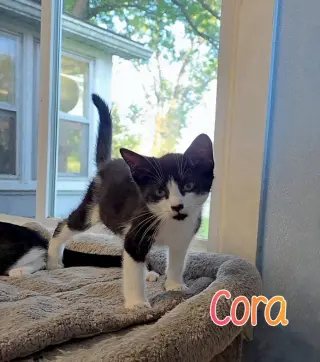 Cora