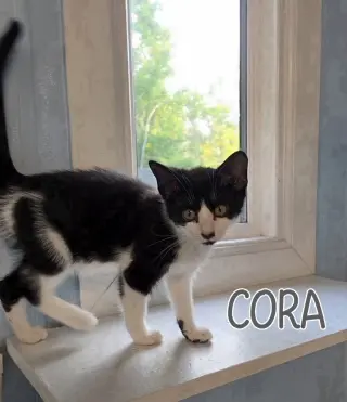 Cora