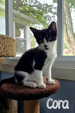 Cora