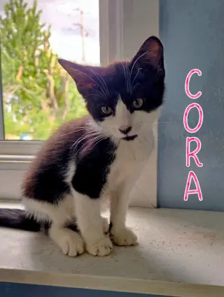 Cora