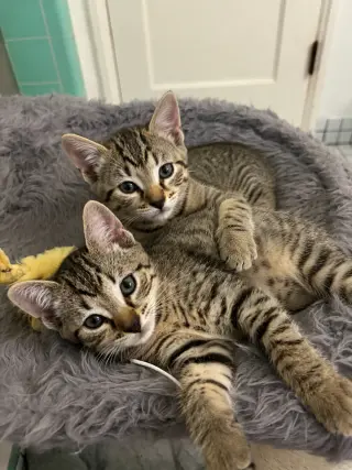 Honey & Bear