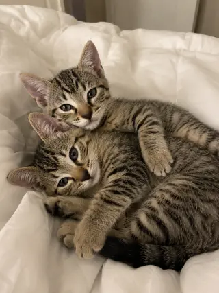 Honey & Bear