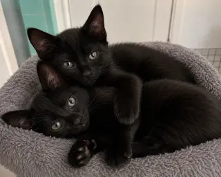 Teddy & Bear