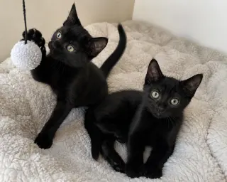 Teddy & Bear