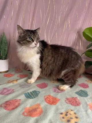 Lola