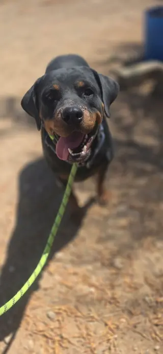 Coco
