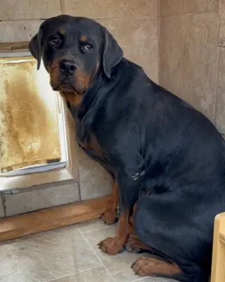 Coco