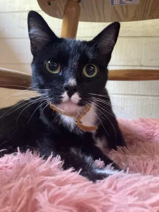 Juno
