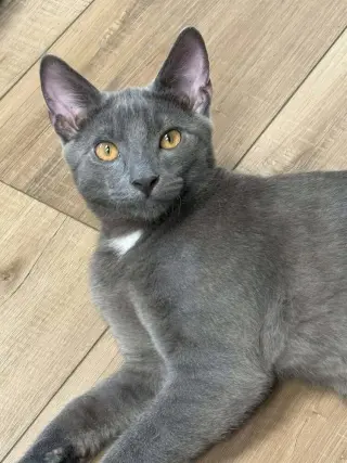 Oren