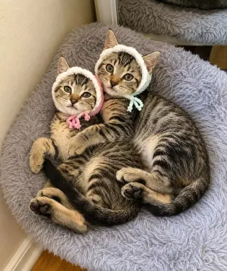 Rummy & Kub
