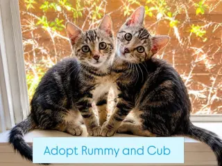 Rummy & Kub