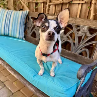 Dottie