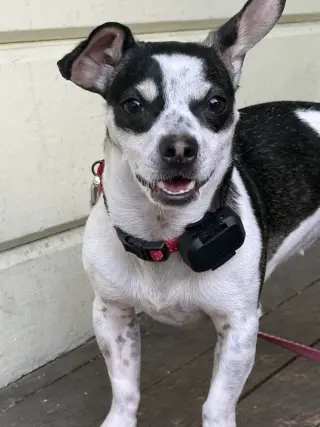 Dottie