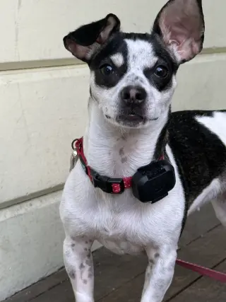Dottie
