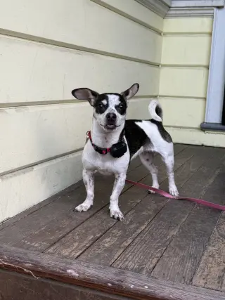 Dottie